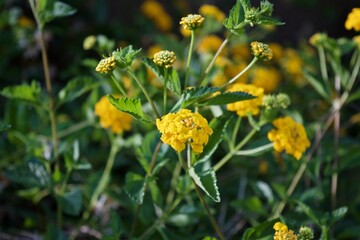 Yellow Lantana 
