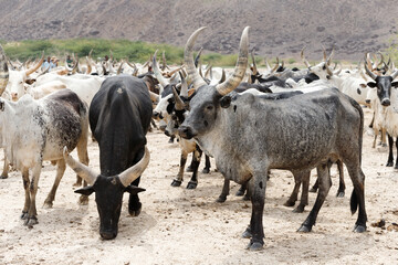 a herd of cows and bulls gathered at a green oasis in the desert