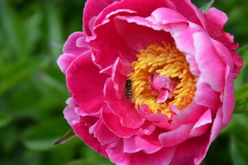 Pink Peony flower with a Marmalade hoverfly