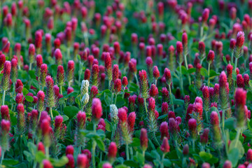 purple clover incarnate, Trifolium incarnatum, Czechia