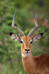 The impala (Aepyceros melampus) male portrait. Portrait of a young male antelope.
