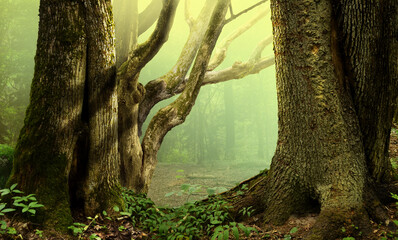 Old trees in misty fantasy forest light