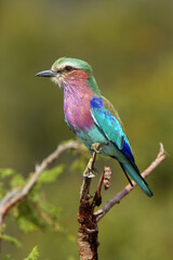 The lilac-breasted roller (Coracias caudatus) sitting on the branch with green background.Very colorful violet-blue big bird on a branch with a green background.