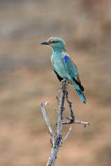 Obraz premium The European roller (Coracias garrulus) sitting on the branch with brown background.European roller sitting in its winter quarters in the African dry bush.