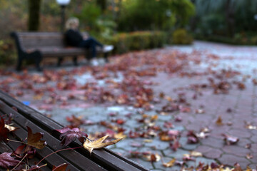 Benches in the autumn park. Autumn landscape.
