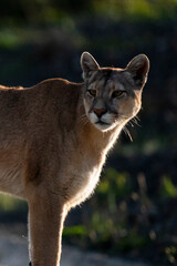 Mountain lion