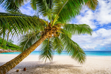 Palm tree and white sand and turquoise water at tropical beach,paradise at seychelles