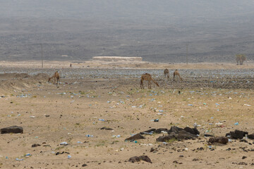 camels in the desert plastic waste