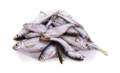 Many small fish.