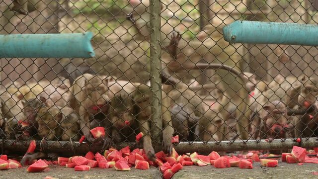 wild monkey in cage eating watermelon fruit food, zoo wildlife