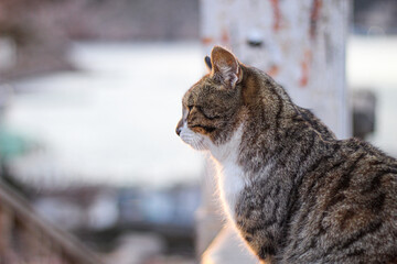 cat by the evening sea