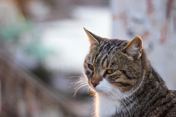 cat by the evening sea