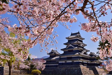 
青空に映える満開の桜と松本城