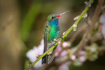 hummingbird on a branch