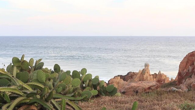 cactus at the sea