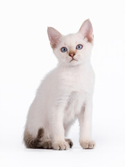 A small blue-eyed tabby kitten is sitting. Isolation on a white background