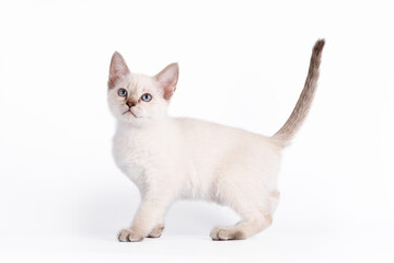 A small blue-eyed tabby kitten stands sideways. Isolation on a white background © Светлана Федоренко