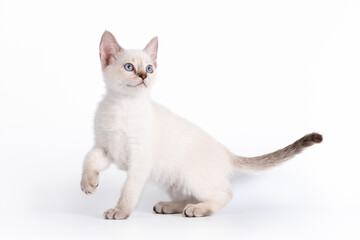 A small blue-eyed tabby kitten looks up with its paw raised. Isolation on a white background