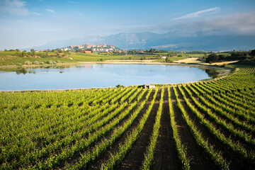 Vineyard and Carralogroño lake with Laguardia town as background, Rioja Alavesa, Spain