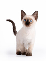 A small blue-eyed Thai kitten walks forward and looks up. The tail is up. Isolation on a white background