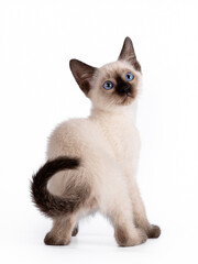 The little blue-eyed Thai kitten turned around. Isolation on a white background