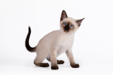 A small blue-eyed Thai kitten with a flattened ear. Isolation on a white background