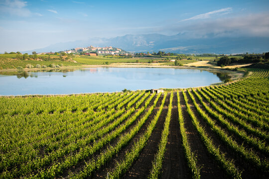 Vineyard and Carralogro&ntilde;o lake with Laguardia town as background, Rioja Alavesa, Spain
