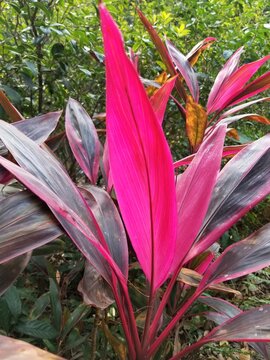 Cordyline fruticosa, an evergreen flowering plant in the family Asparagaceae