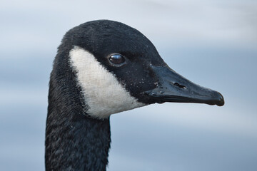 bernikla kanadyjska, Branta canadensis, Canada goose  - obrazy, fototapety, plakaty