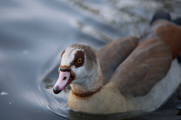 kazarka egipska, Alopochen aegyptiaca, Egyptian goose © domek73