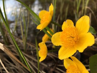 yellow flowers