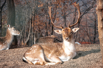 deer in the woods