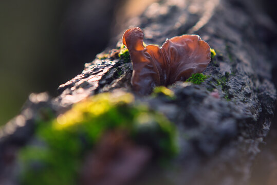 Uszak bzowy, Auricularia auricula-judae