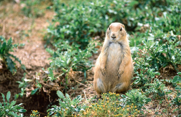 Prairie dogs on the prairie of South Dakota, USA