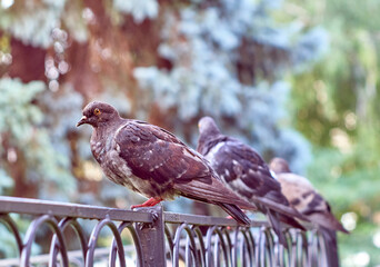 A ruffled pigeons are sitting on fence