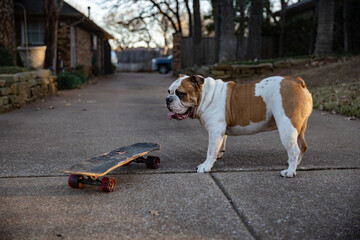 Hefty brown and white bulldog poses near skateboard