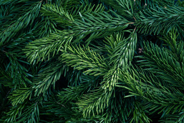 Closeup of Christmas fresh tree branches as background, top view