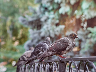 A ruffled pigeons are sitting on fence