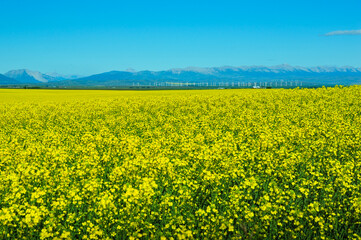 Fototapeta premium Deep field of yellow Canola oil flowers stretches over Prairie farmland of Alberta Canada with white wind mills in the distance