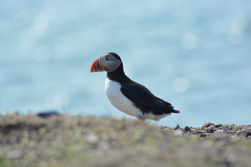 A close up of an atlantic puffin sitting on the edge of a cliff at the Farne Islands National Nature Reserve, Northumberland coast in Spring. 
