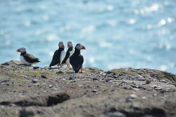 Atlantic puffins sitting on the edge of a cliff at Farne Islands National Nature Reserve in Spring. 