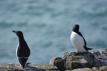 Obraz premium Two Common Guillemots (Uria aalge) sitting on the rocks of the Farne islands, North Sea, Northumberland coast. 