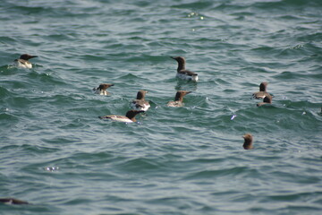 Guillemots swimming on waves near the Farne Islands, North Sea, Northumberland coast