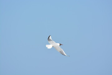 A black-headed gull flying in the sky at the Farne islands, North Sea, Northumberland coast. Photo taken at Farne Islands National Nature Reserve. 