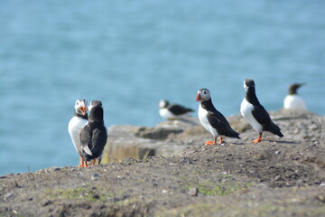 Fototapeta na wymiar Atlantic puffins sitting on the edge of a cliff at Farne Islands National Nature Reserve in Spring. 