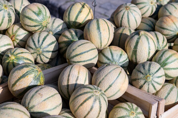 banc de melons charentais