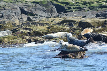 Two grey seals (Halichoerus grypus) hauling out onto rocks to rest at Farne Islands National Nature Reserve, England.