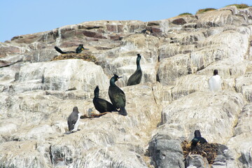 European shags (Phalacrocorax aristotelis) nesting on the edge of a cliffs at Farne Islands National Nature Reserve in Spring. 