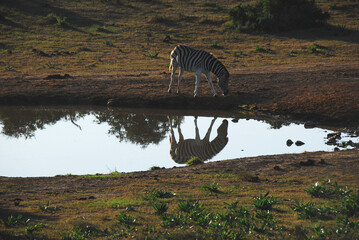 Africa- A Zebra Reflected in the Early Morning Light of a Watering Hole
