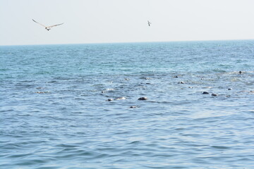 A raft of grey seals (Halichoerus grypus) swimming and peeking out from the water at the Farne islands' shore at late Spring. 